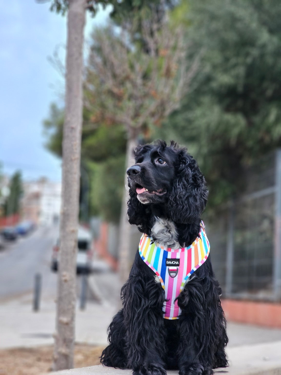 Perro con arnés RAMONA