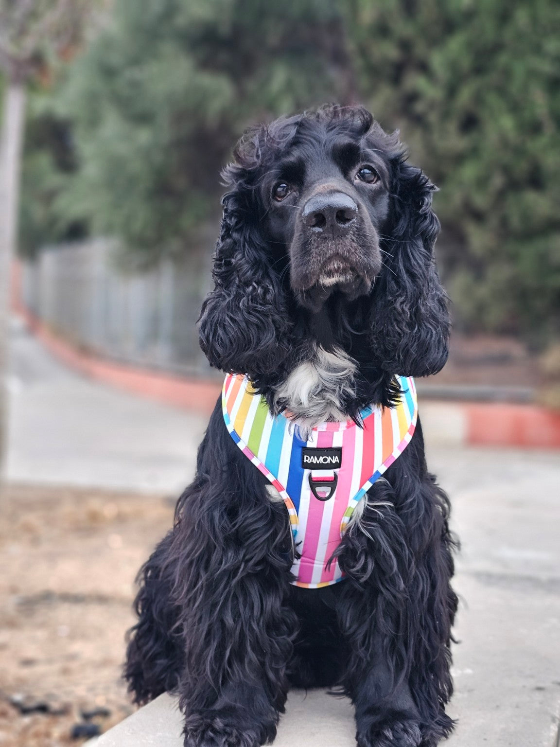 Max con accesorios RAMONA